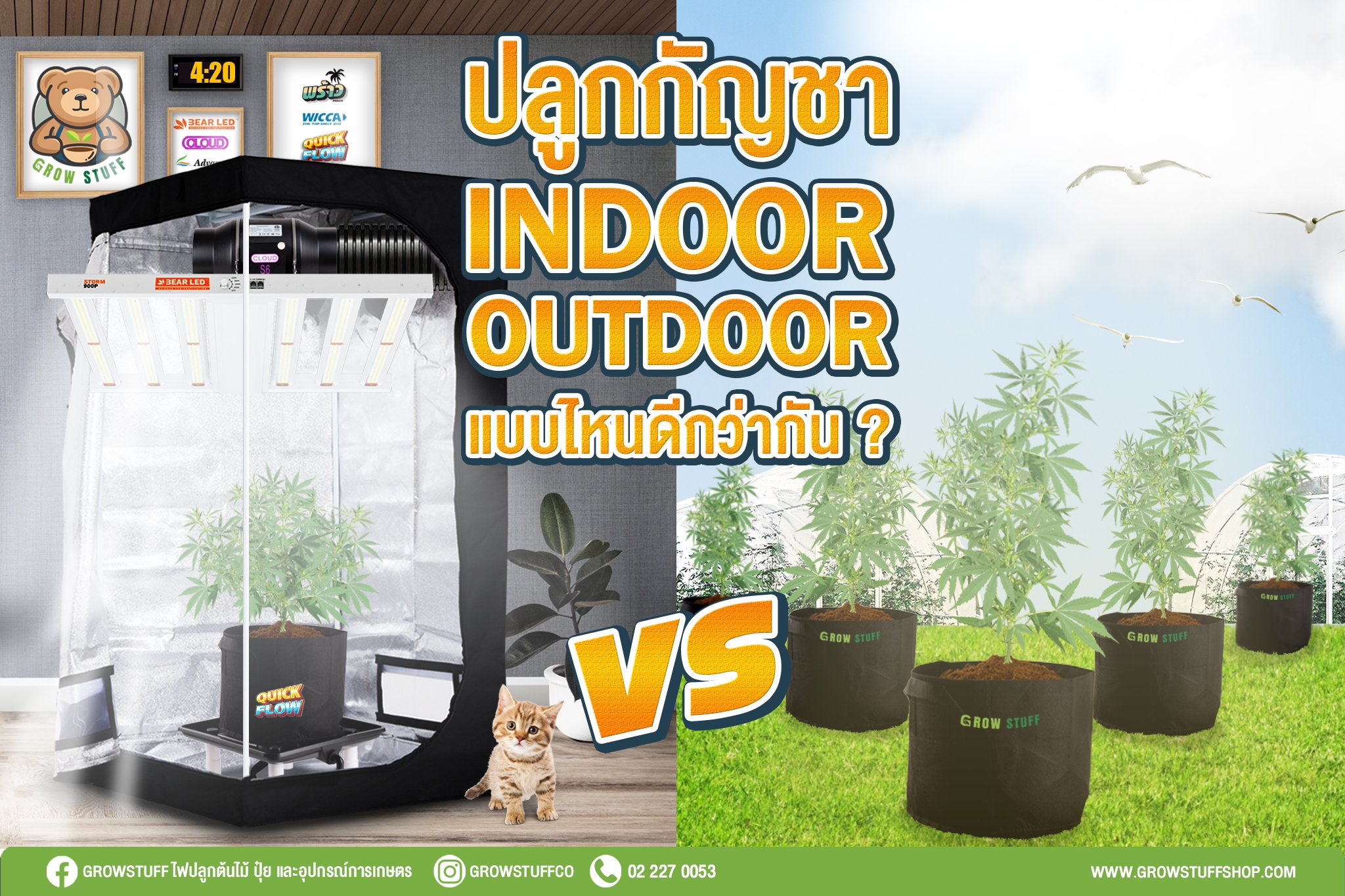 กัญชา outdoor