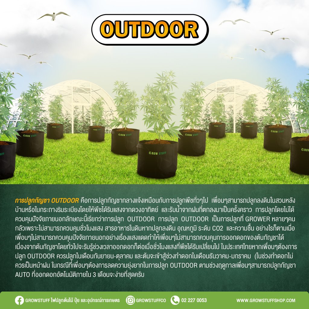 กัญชา outdoor