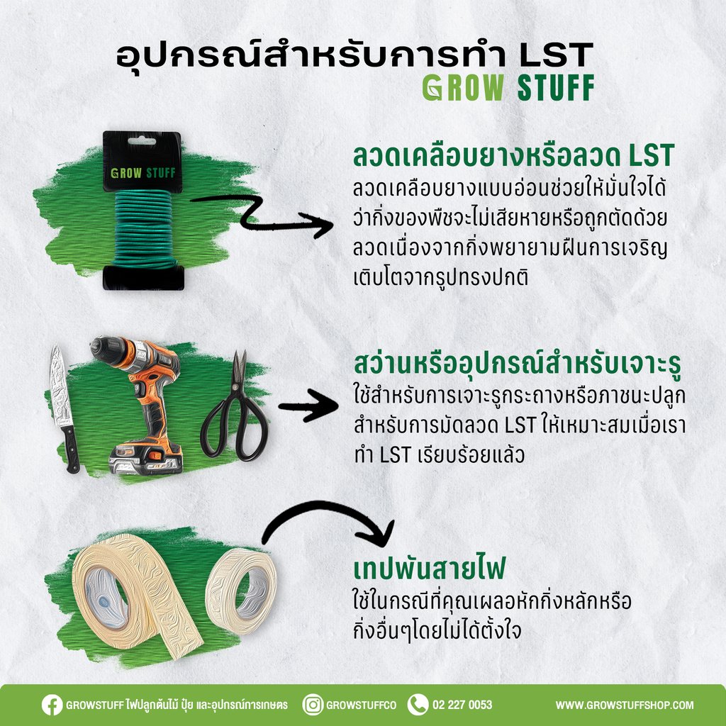 วิธี lst ต้นกัญชา