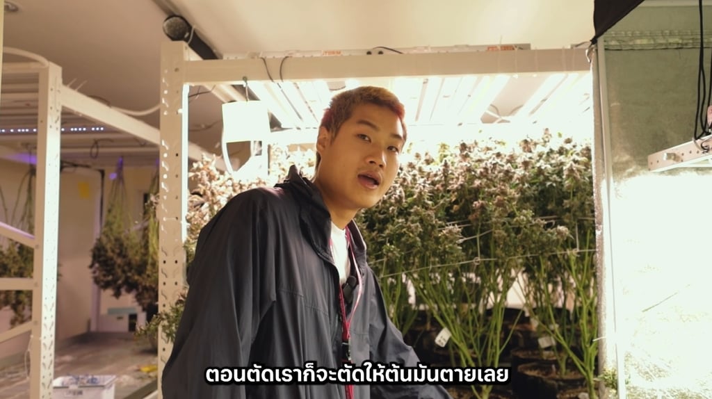 กัญชาเก็บดอกได้ตอนไหน