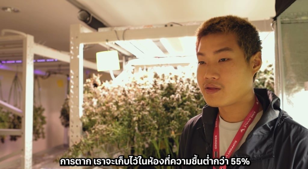 กัญชาเก็บดอกได้ตอนไหน