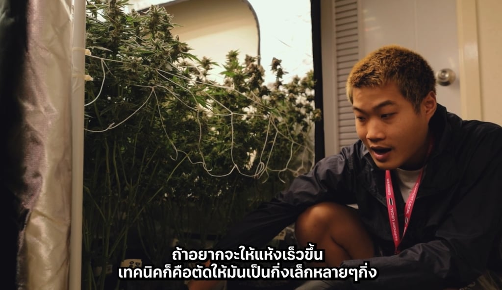 กัญชาเก็บดอกได้ตอนไหน