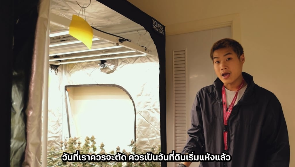 กัญชาเก็บดอกได้ตอนไหน