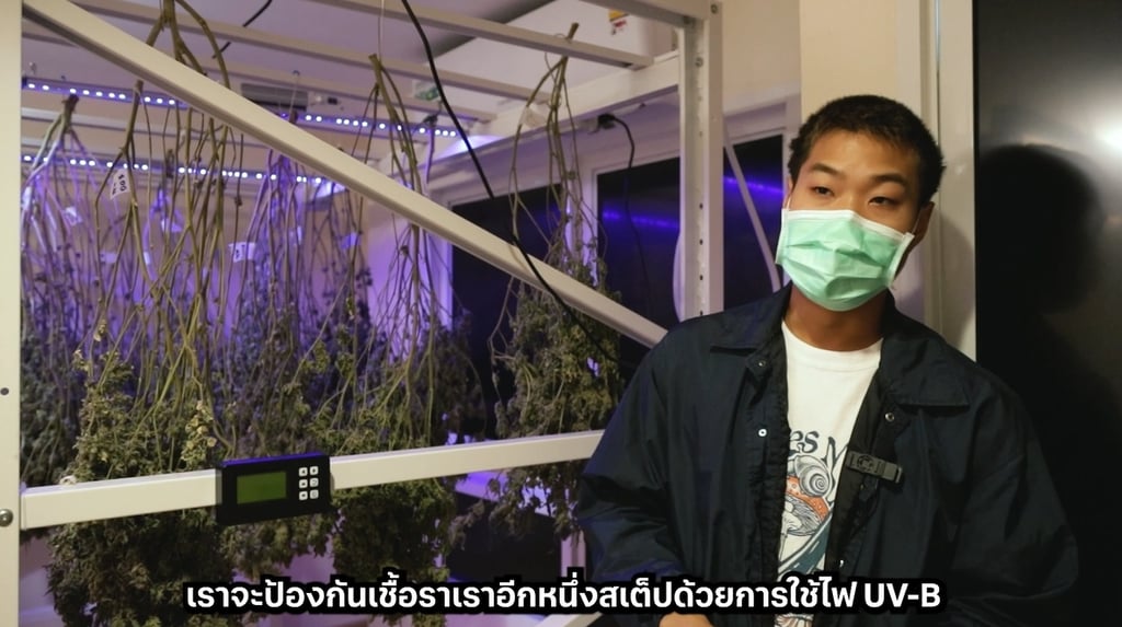 เครื่องทริมดอกกัญชา
