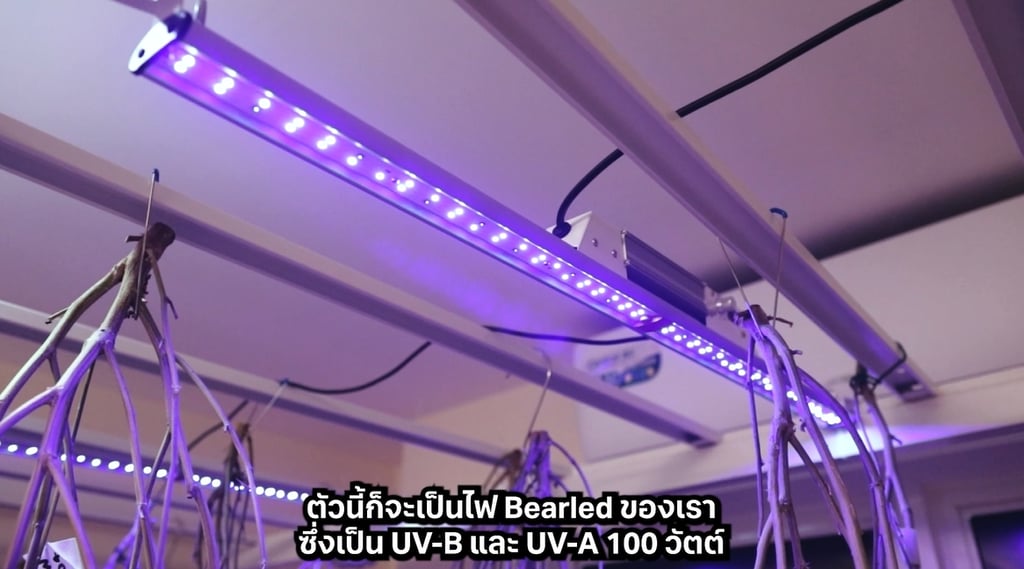 เครื่องทริมดอกกัญชา