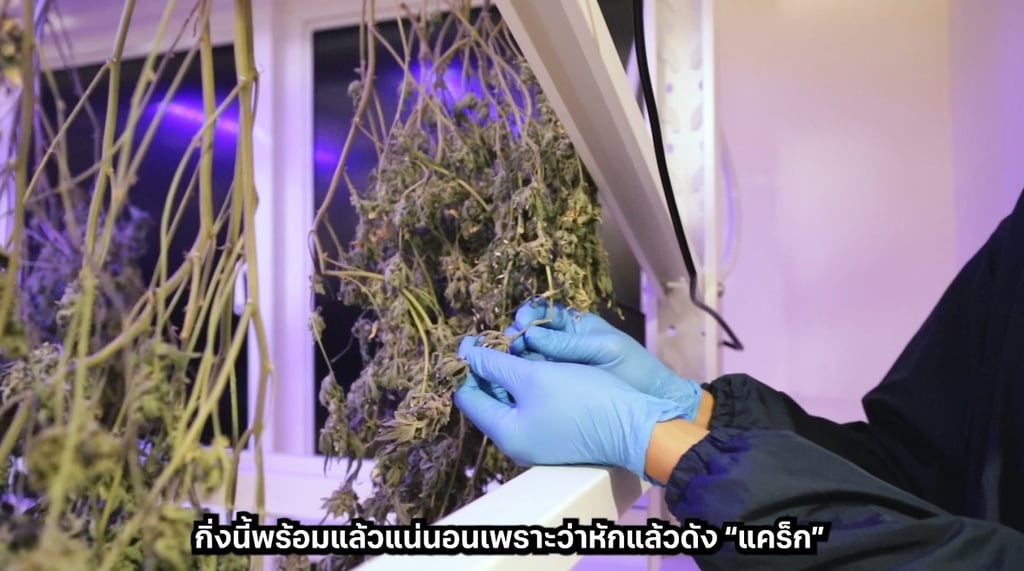 เครื่องทริมดอกกัญชา
