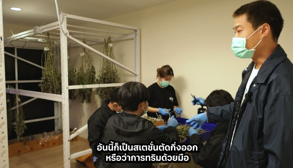เครื่องทริมดอกกัญชา