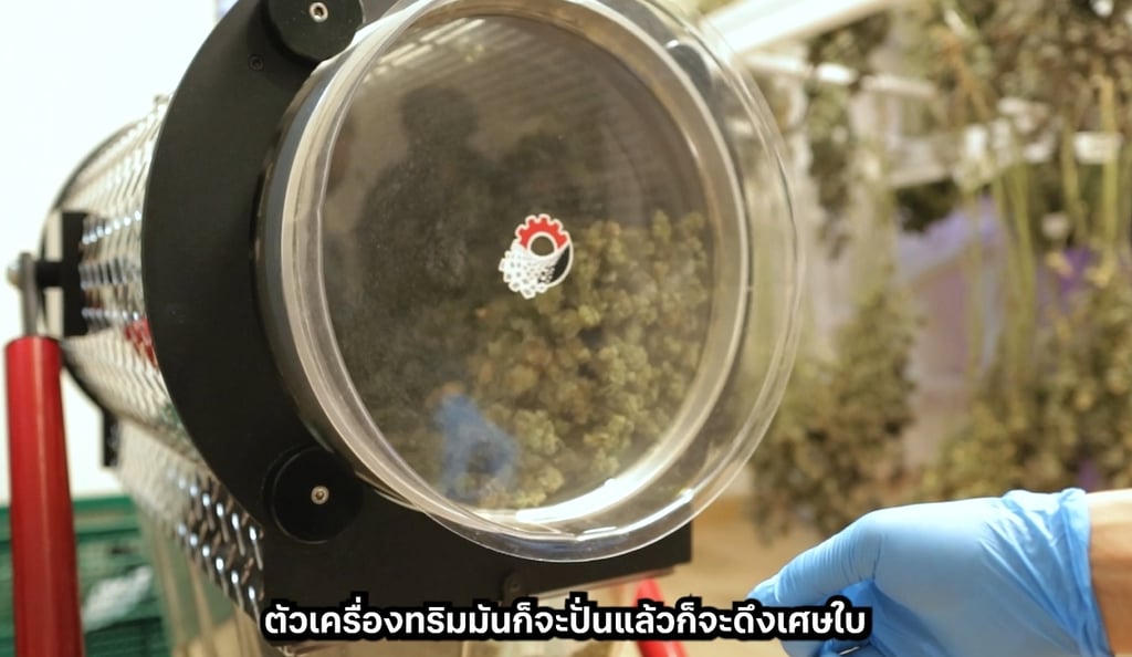 เครื่องทริมดอกกัญชา
