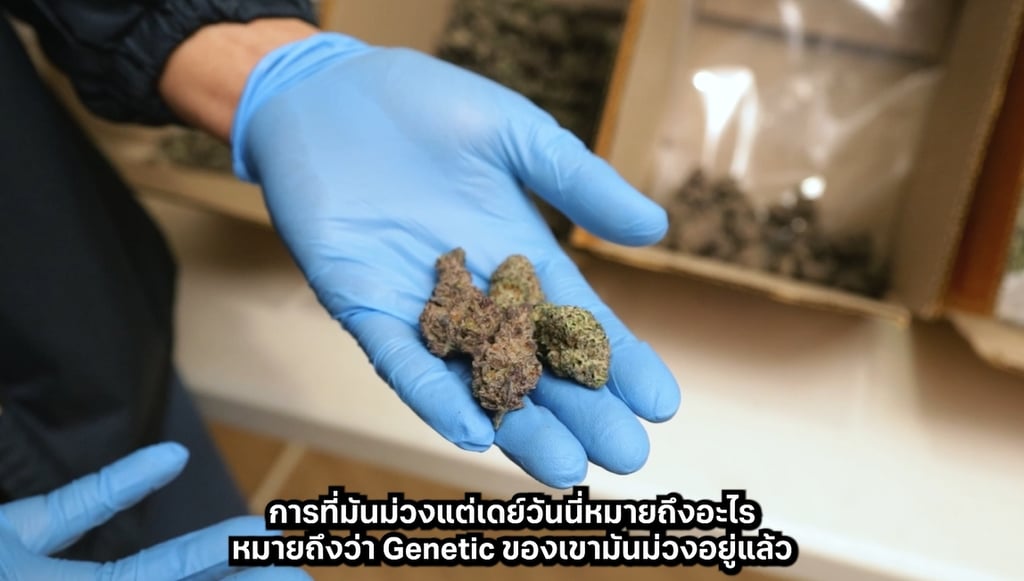 เครื่องทริมดอกกัญชา