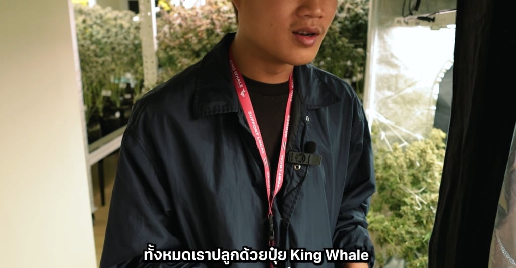 ก่อนเก็บเกี่ยวต้นกัญชา