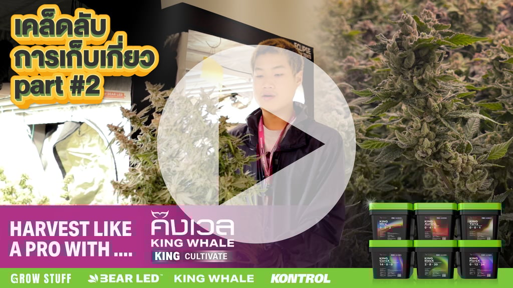 กัญชาเก็บดอกได้ตอนไหน