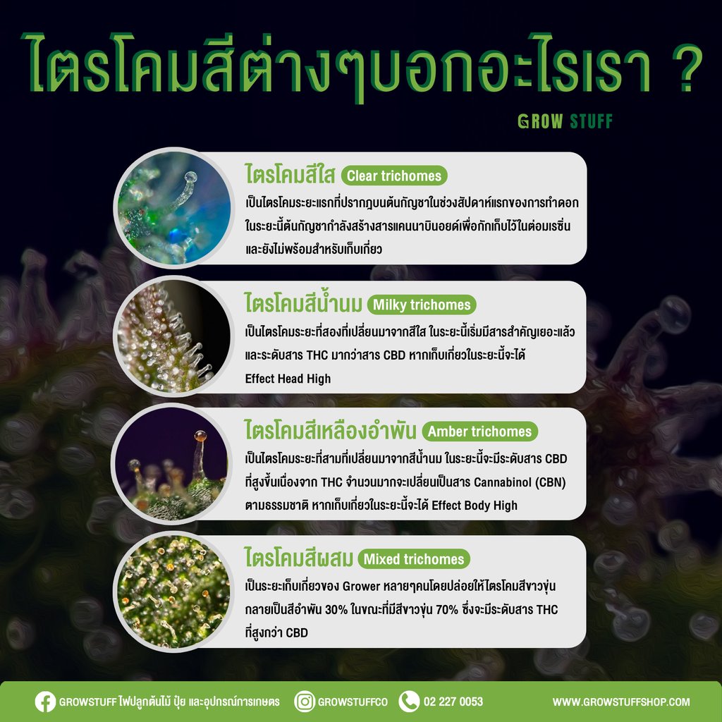 กัญชาเก็บดอกได้ตอนไหน