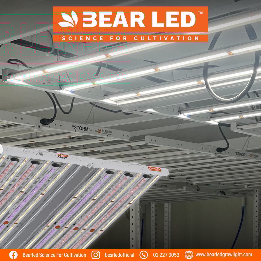 ฟาร์มกัญชา กรุงเทพ