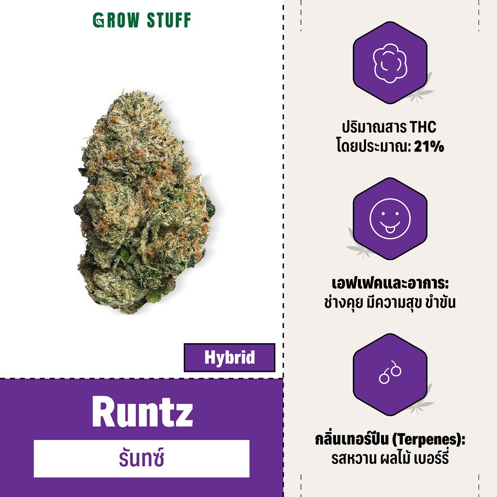 กัญชา hybrid