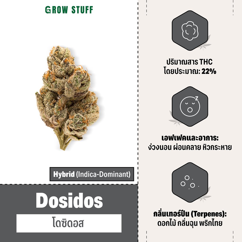 กัญชา hybrid