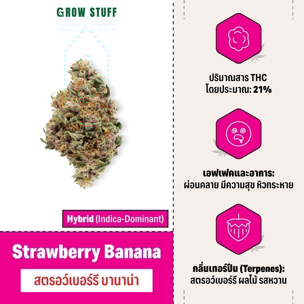 กัญชา hybrid