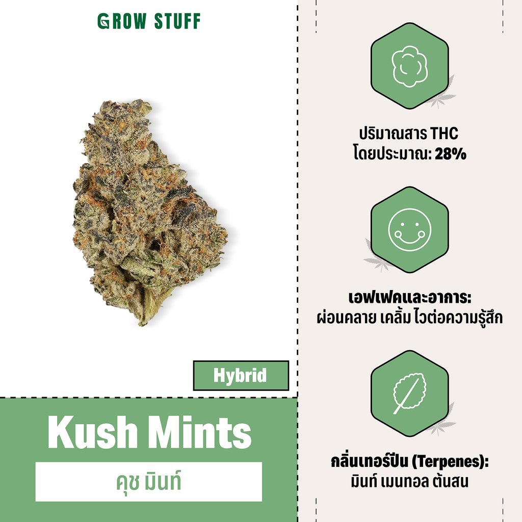 กัญชา hybrid