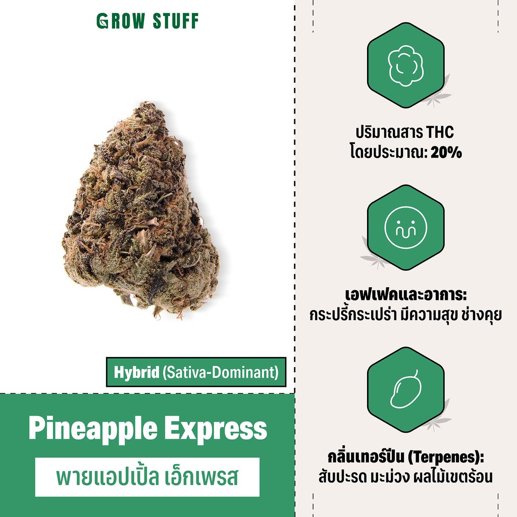 กัญชา hybrid