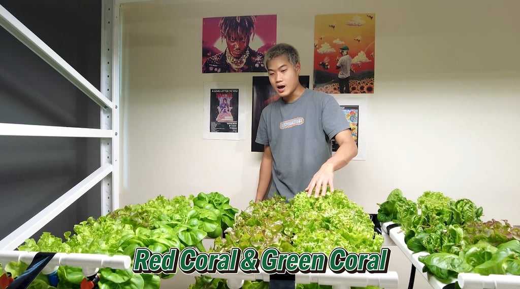 วิธีปลูกผักสลัดไฮโดรโปนิกส์