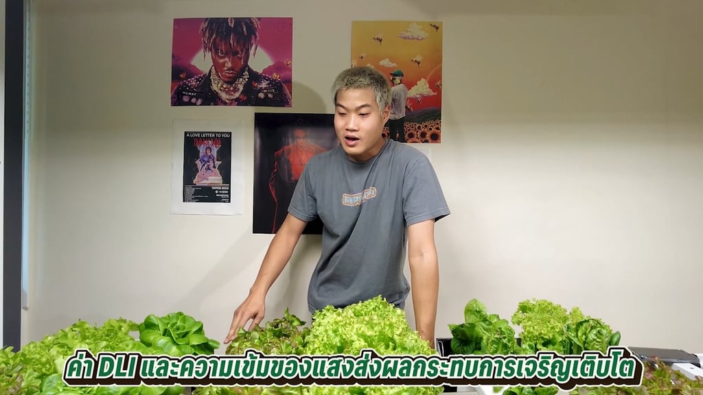 วิธีปลูกผักสลัดไฮโดรโปนิกส์