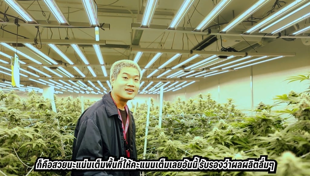 ฟาร์มกัญชา