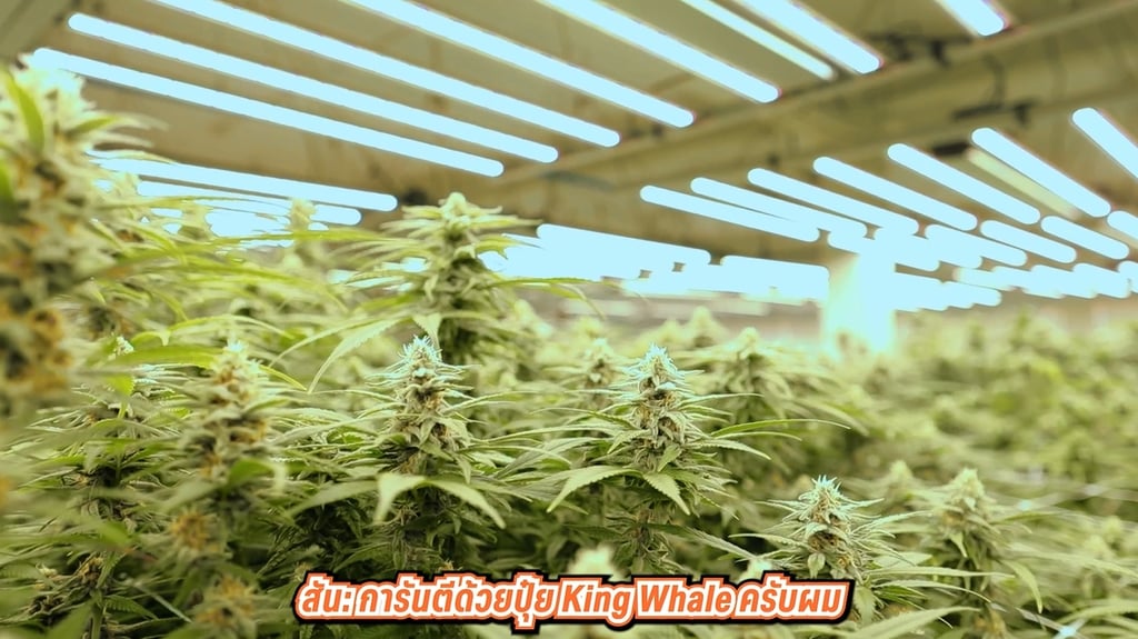 ฟาร์มกัญชา