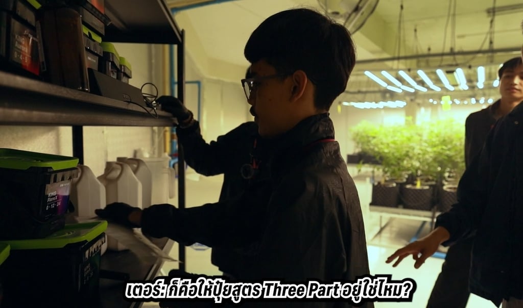 ฟาร์มกัญชา