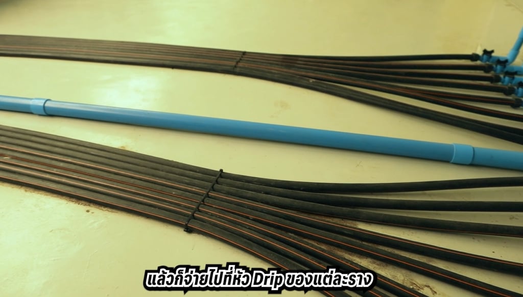 ฟาร์มกัญชา