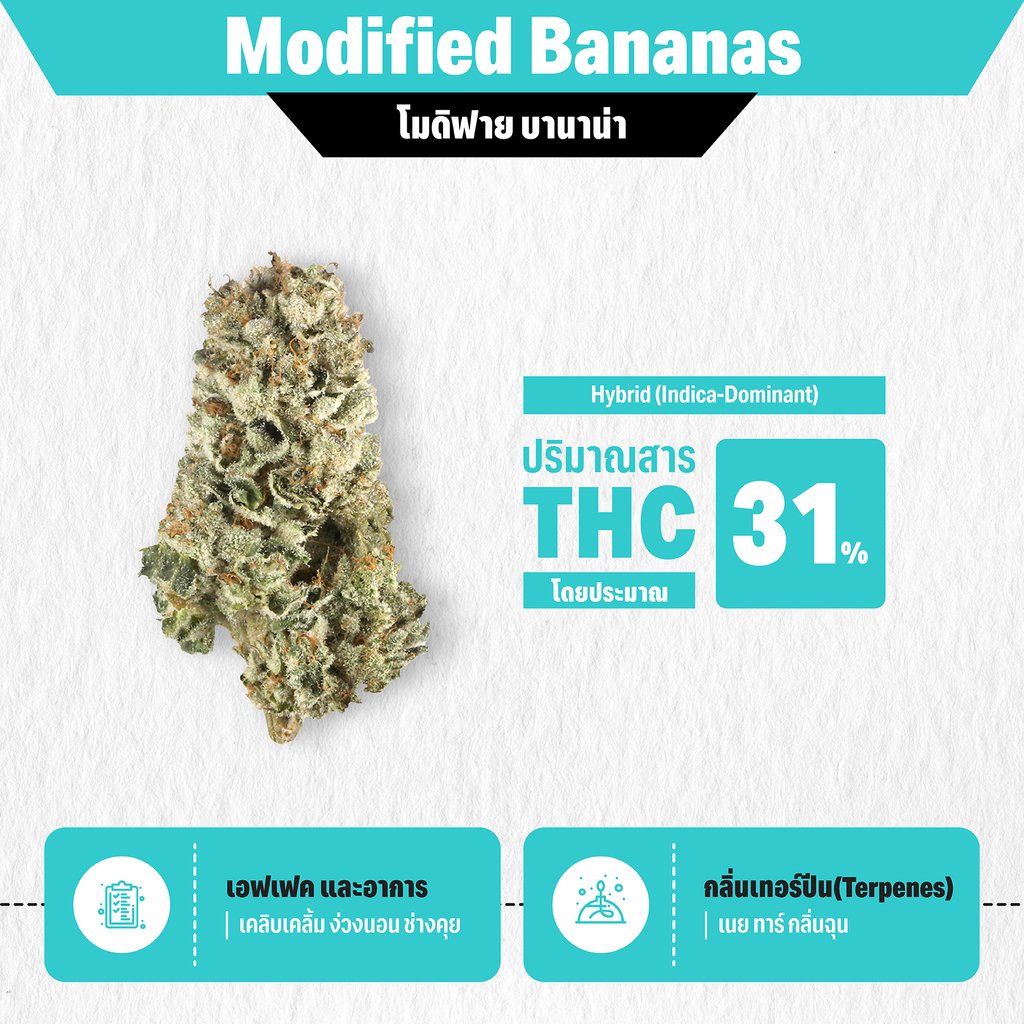 กัญชา thc สูง