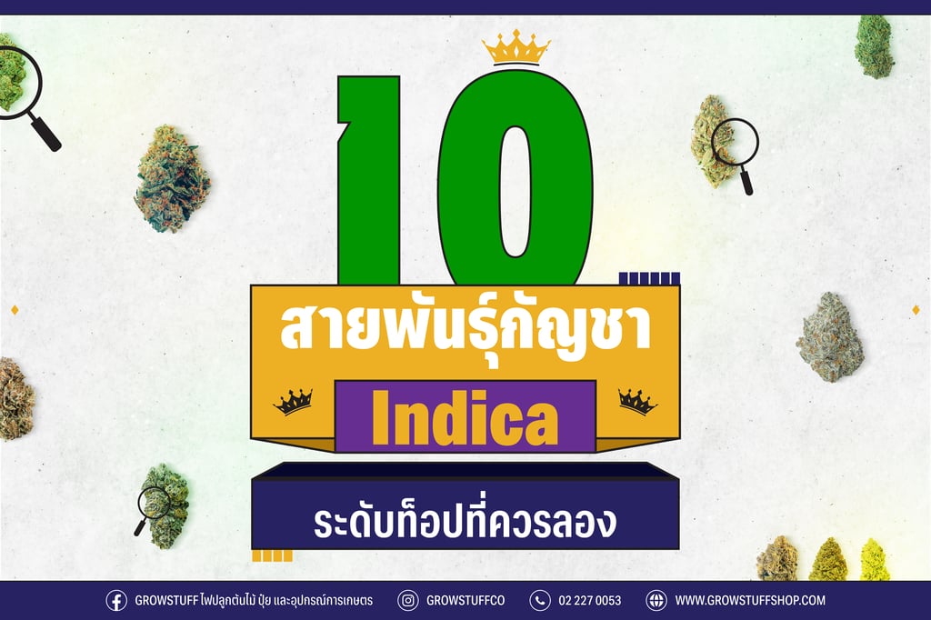 กัญชา indica