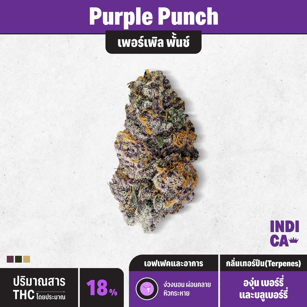 กัญชา indica