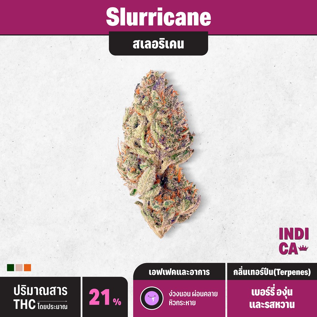 กัญชา indica