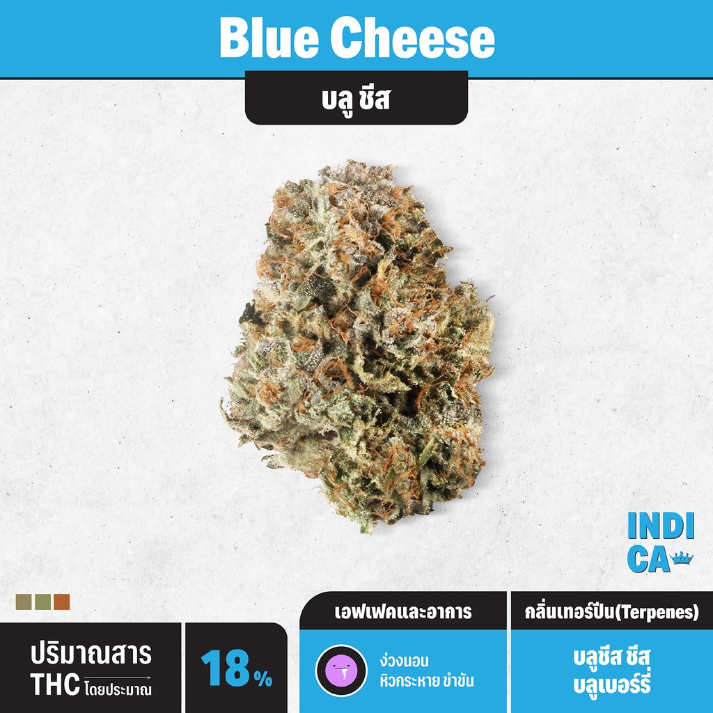 กัญชา indica