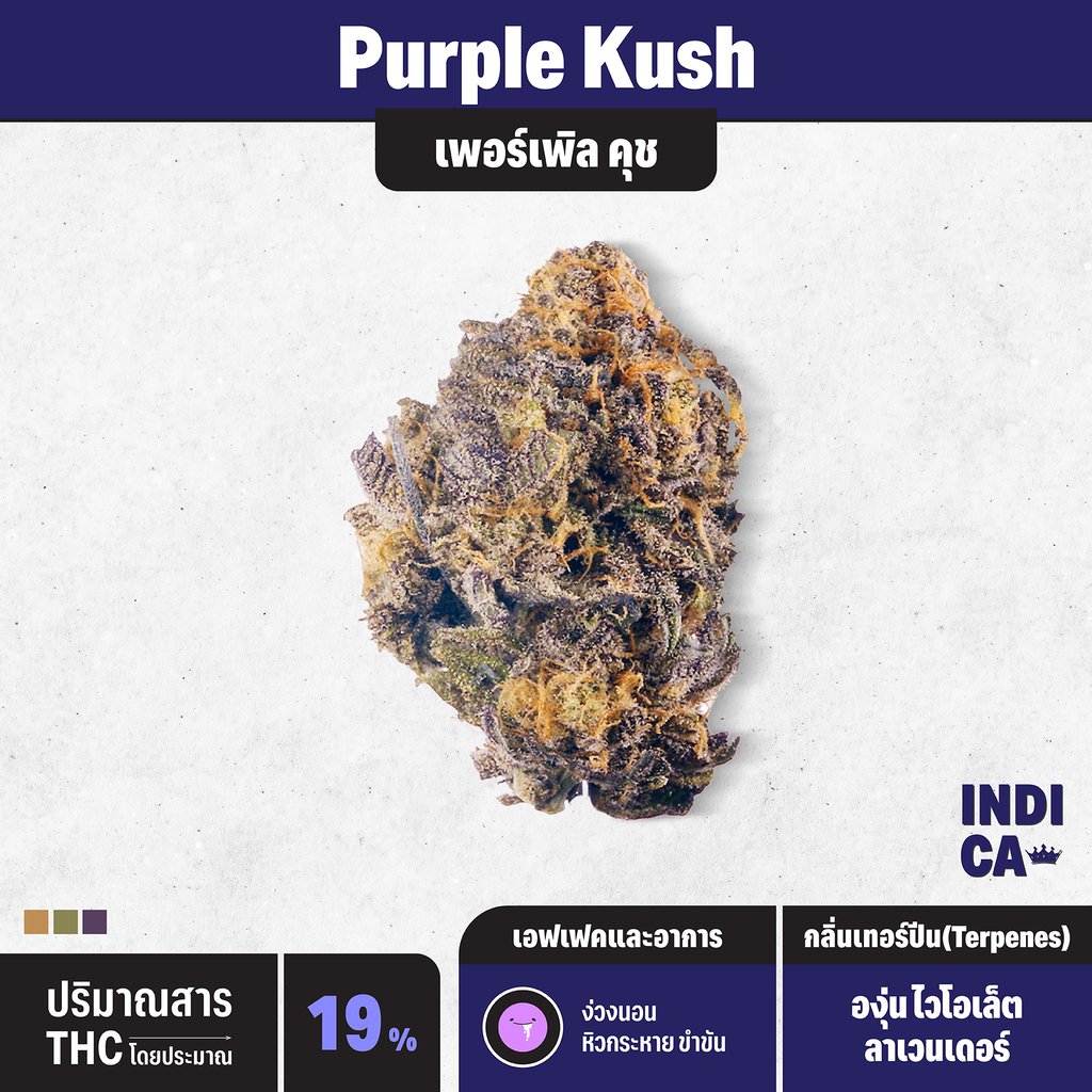 กัญชา indica