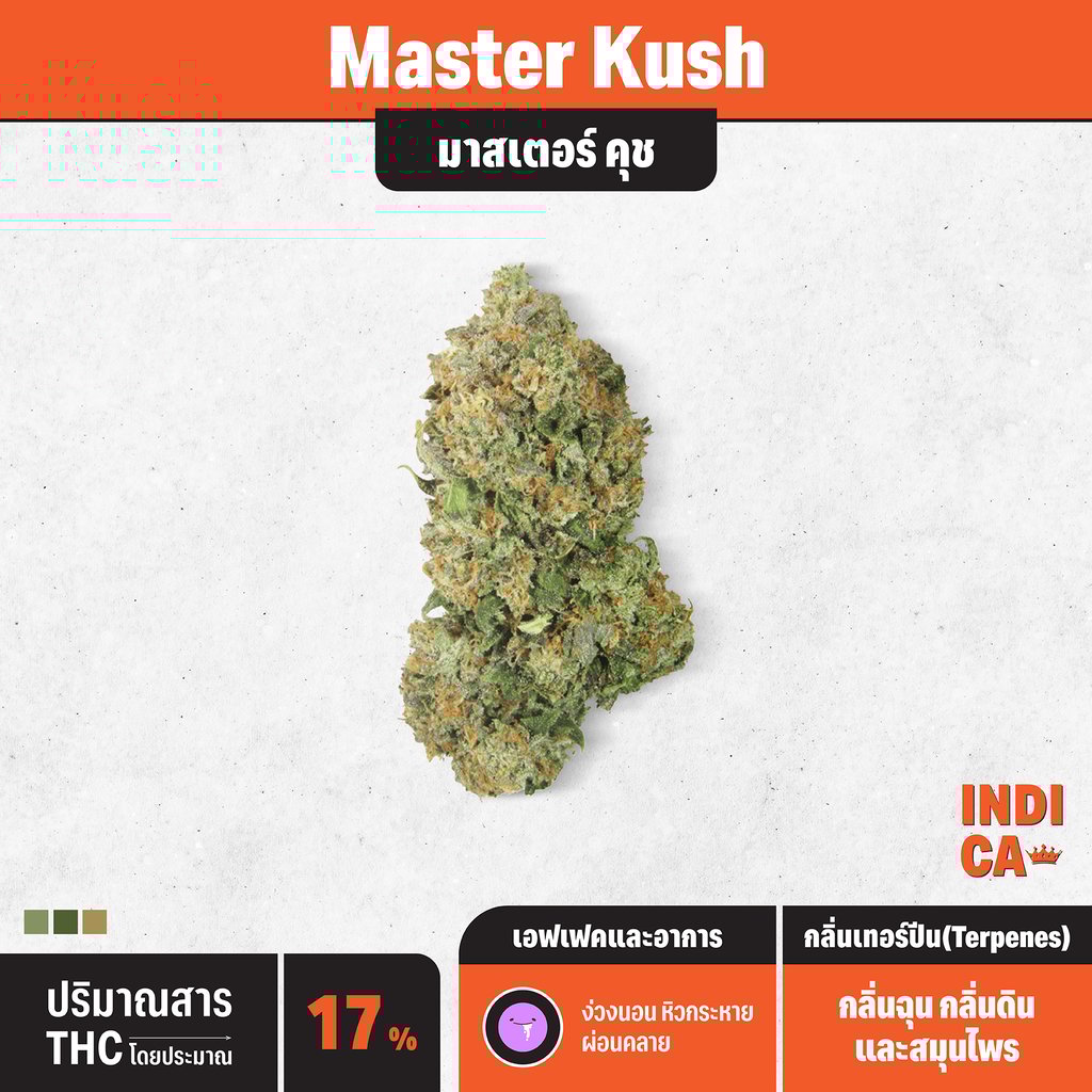 กัญชา indica