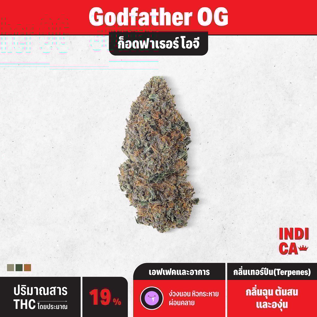 กัญชา indica