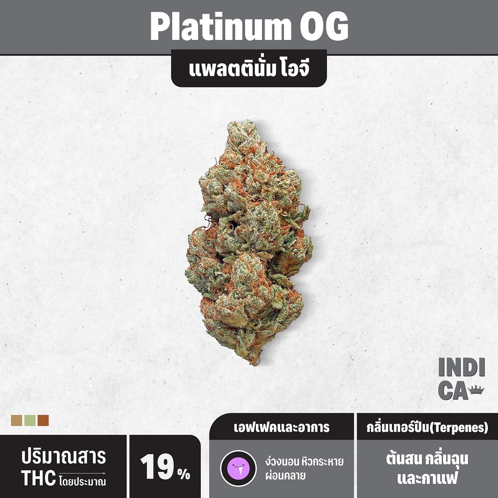 กัญชา indica