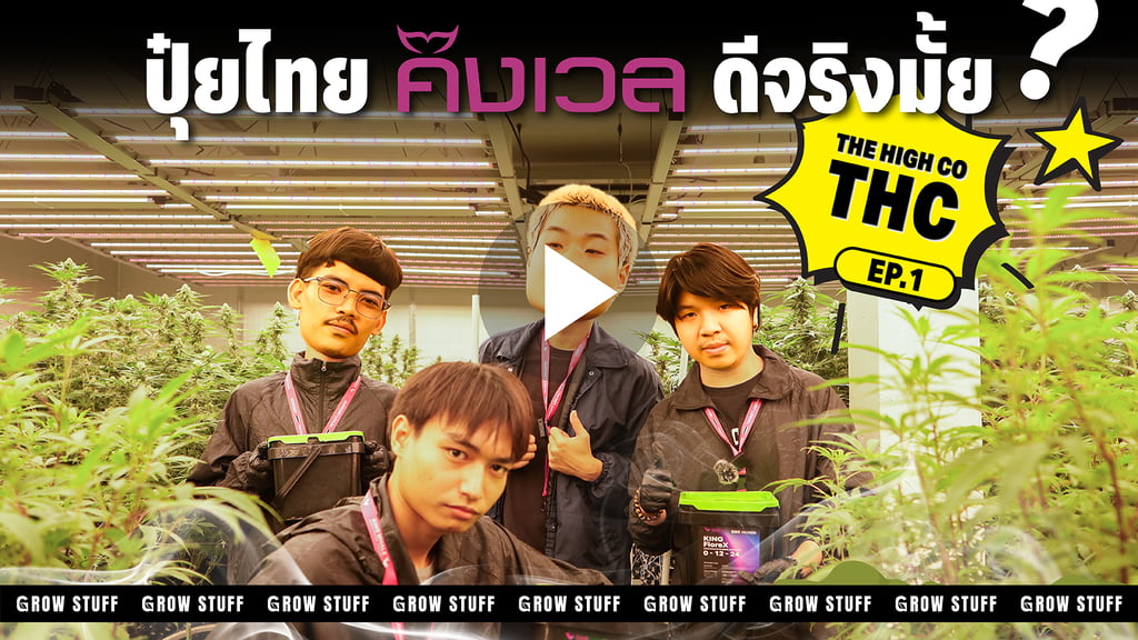 ฟาร์มกัญชา