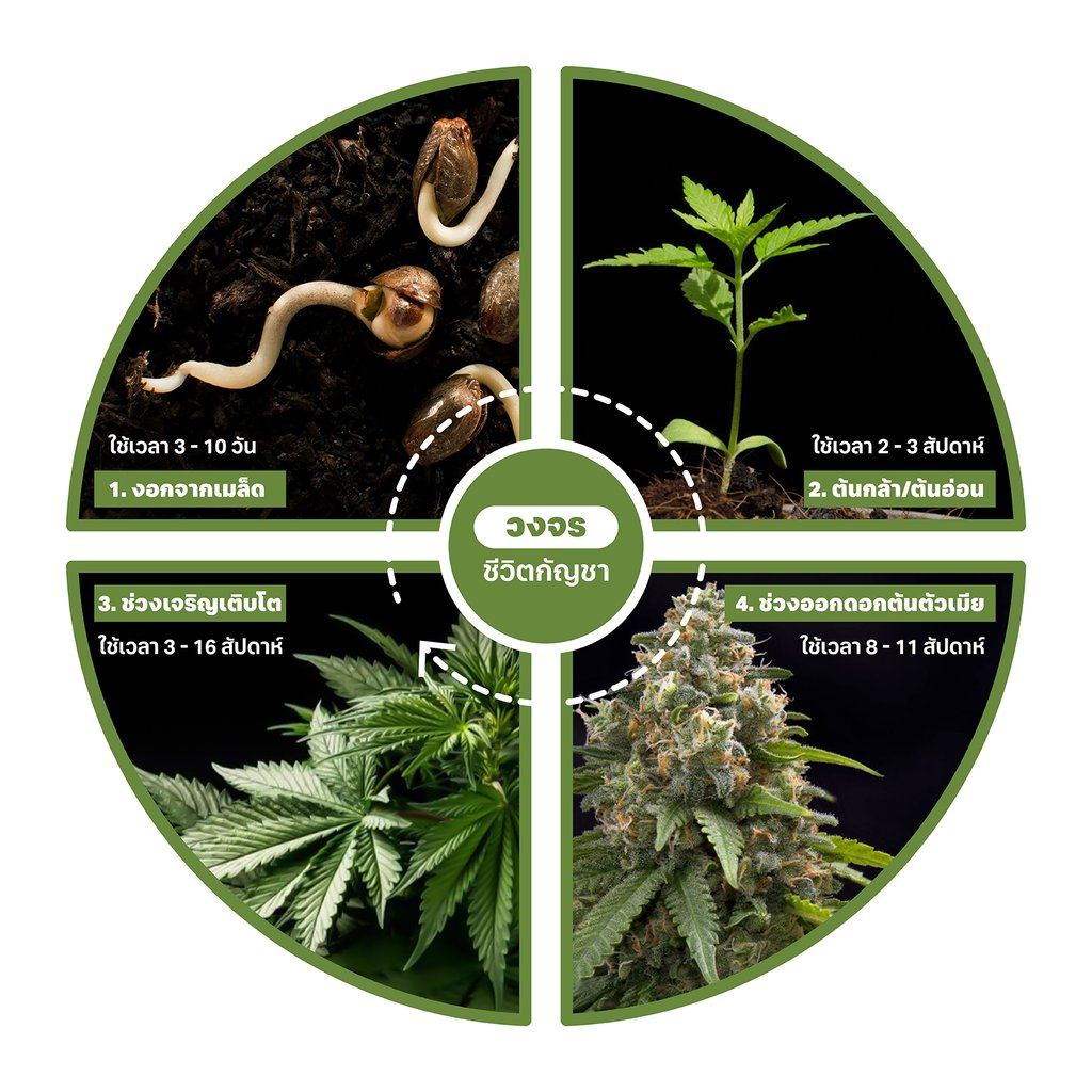 กัญชา ลักษณะ