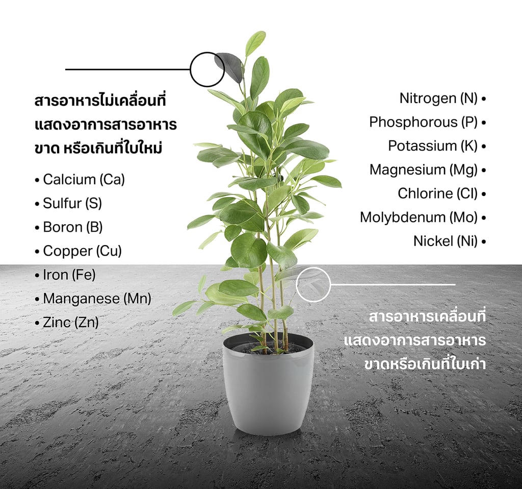 สารอาหารกัญชา