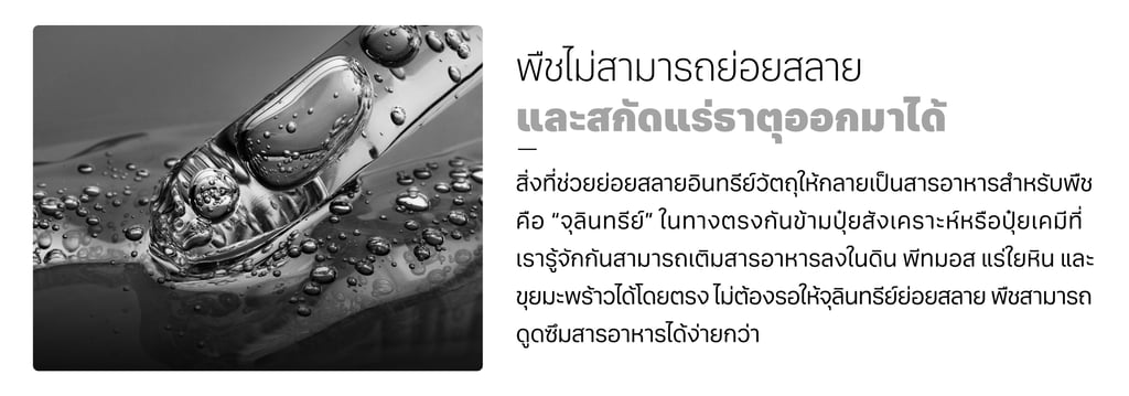 สารอาหารกัญชา