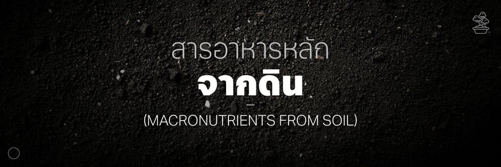 สารอาหารกัญชา