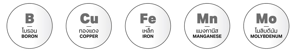 สารอาหารกัญชา