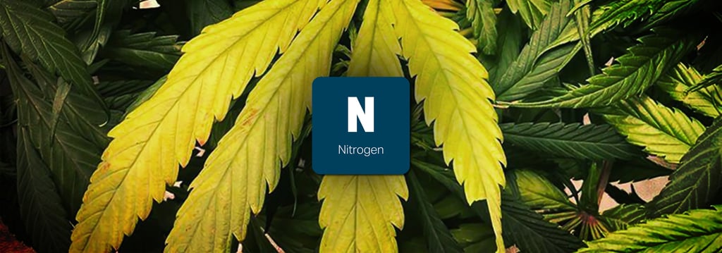 วิธีป้องกันและวิธีแก้พืชขาดสารอาหารชนิดต่างๆ (Nutrient Deficiency) 2 พืชขาดสารอาหาร