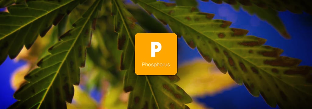 วิธีป้องกันและวิธีแก้พืชขาดสารอาหารชนิดต่างๆ (Nutrient Deficiency) 5 พืชขาดสารอาหาร