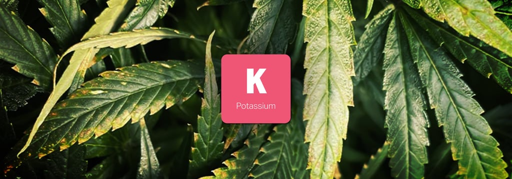 วิธีป้องกันและวิธีแก้พืชขาดสารอาหารชนิดต่างๆ (Nutrient Deficiency) 8 พืชขาดสารอาหาร