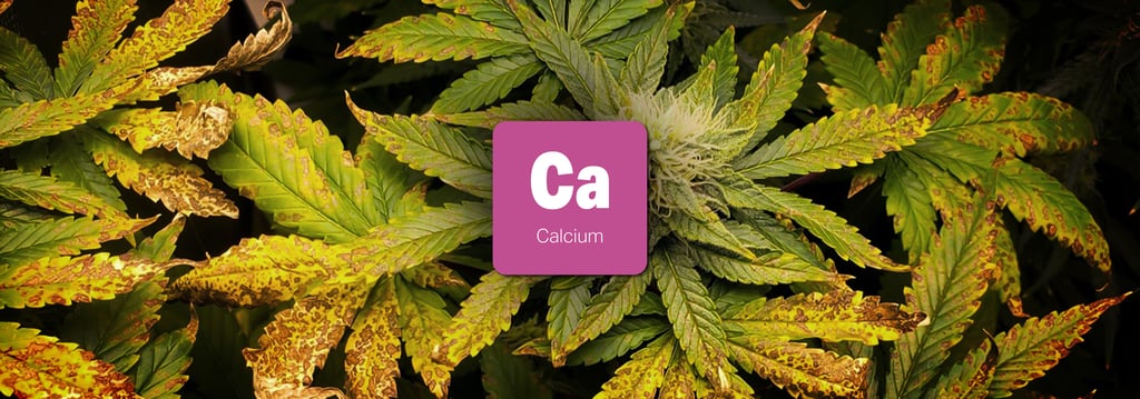 วิธีป้องกันและวิธีแก้พืชขาดสารอาหารชนิดต่างๆ (Nutrient Deficiency) 11 พืชขาดสารอาหาร