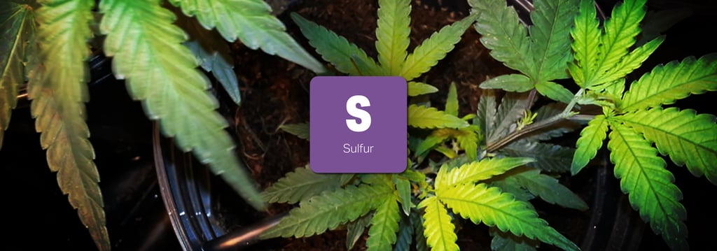 วิธีป้องกันและวิธีแก้พืชขาดสารอาหารชนิดต่างๆ (Nutrient Deficiency) 14 พืชขาดสารอาหาร