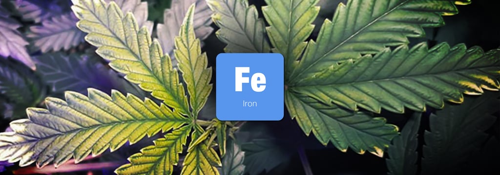 วิธีป้องกันและวิธีแก้พืชขาดสารอาหารชนิดต่างๆ (Nutrient Deficiency) 20 พืชขาดสารอาหาร