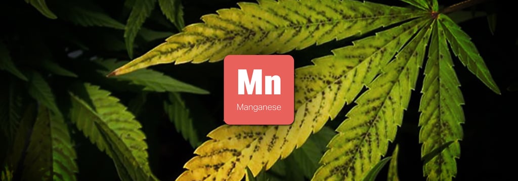 วิธีป้องกันและวิธีแก้พืชขาดสารอาหารชนิดต่างๆ (Nutrient Deficiency) 23 พืชขาดสารอาหาร